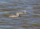 Juvenile Avocets
