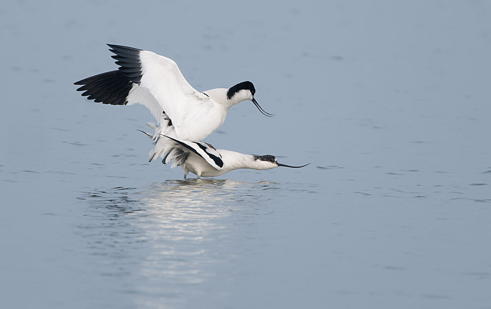 Avocets mating