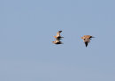 Black-bellied Sandgrouse