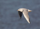 Black-headed Gull