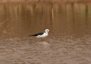 Black-winged Stilt