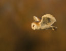 Barn Owl