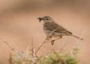 Berthelot's Pipit with Prey