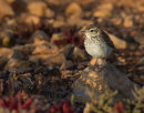Berthelot's Pipit