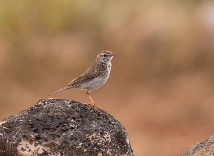 Berthelot's Pipit in the rain