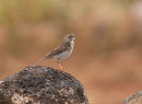Berthelot's Pipit in the rain