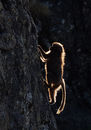 Gelada on Cliff