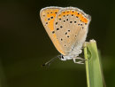 Balkan Copper