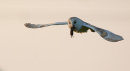 Barn Owl with Vole