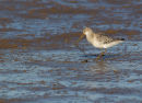 Bar-tailed Godwit with prey