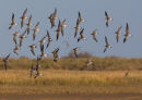 Bar-tailed Godwit Flock