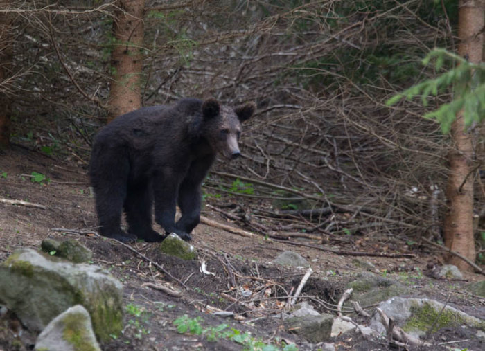 Brown Bear