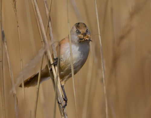 Bearded Tit