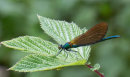 Beautiful Demoiselle