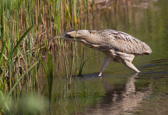 Bittern