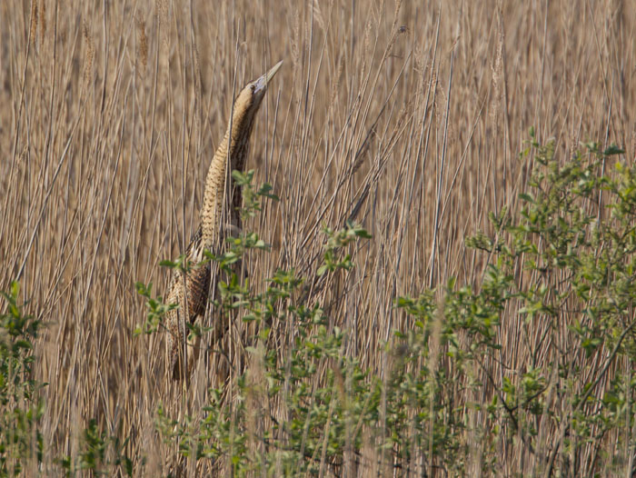 Bittern
