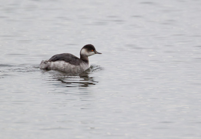 Black-necked Grebe