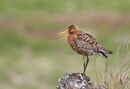 Black-tailed Godwit