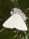 Black-veined Moth