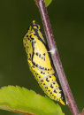 Black-veined White Butterfly Pupa