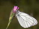 Black-veined White Butterfly