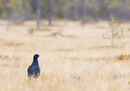 Black Grouse