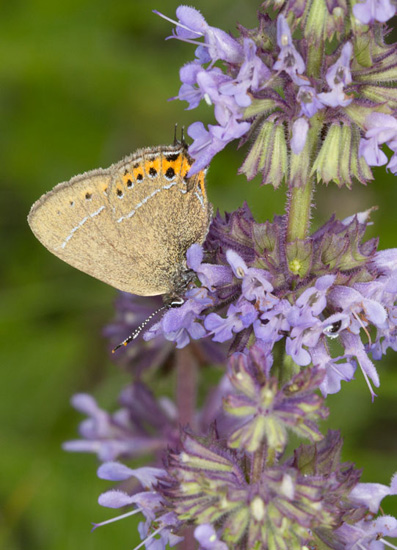 Black Hairstreak