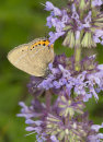 Black Hairstreak