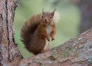 Red Squirrel