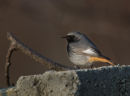 Black Redstart