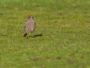 Black Redstart