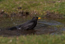Blackbird having a bath