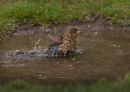 Blackbird - bathing