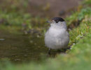 Male Blackcap Bathing