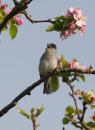 Blackcap Singing in Apple Tree