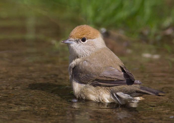 Blackcap (female)