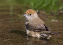 Blackcap (female)