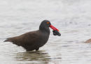 Blackish Oystercatcher with Mussel