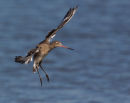 Black-tailed Godwit