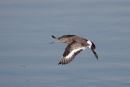 Black-tailed Godwit