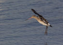 Black-tailed Godwit