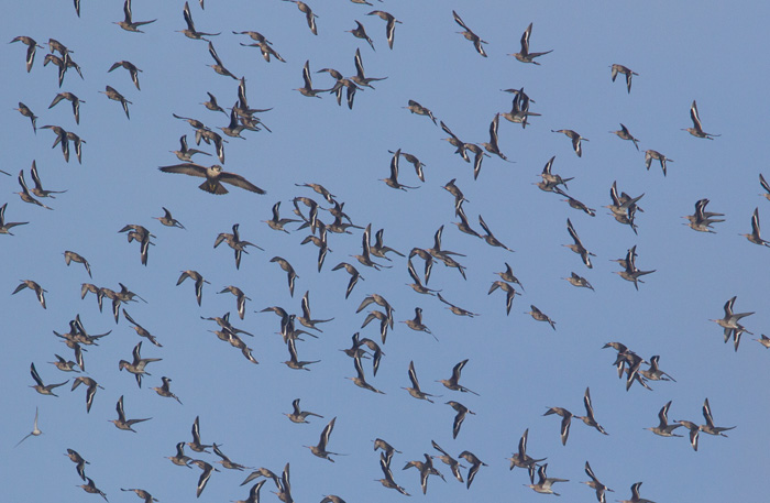Black-tailed Godwits