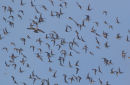 Black-tailed Godwits