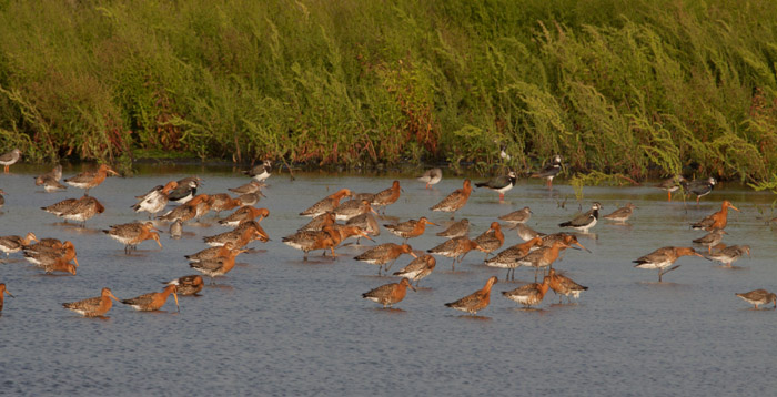 Black-tailed Godwits