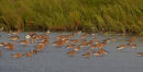 Black-tailed Godwits