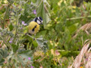 African Blue Tit
