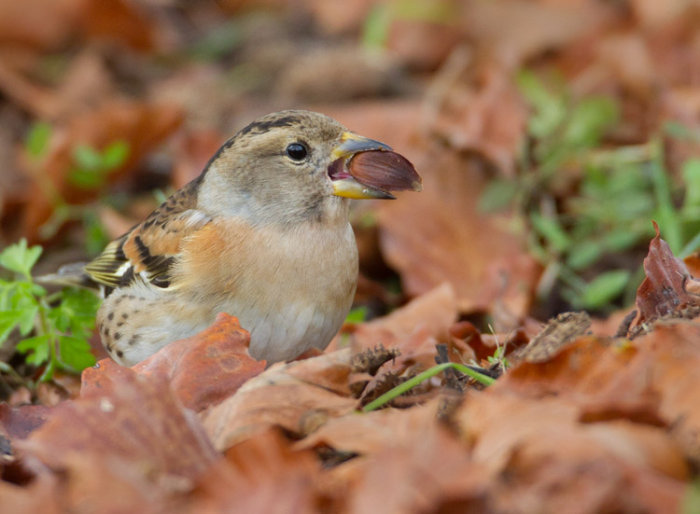 Brambling