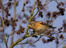 Brambling in Alder