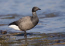 Brent Goose