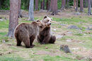 Brown Bears